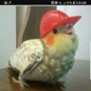 Meet your Posher, Berds